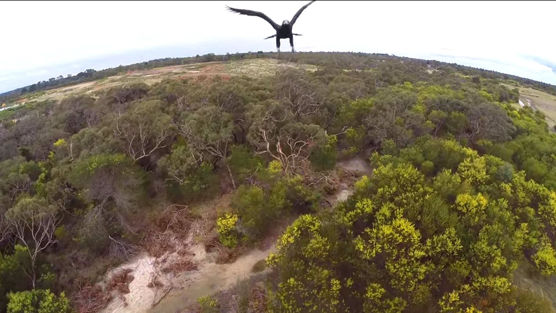 Adler greift Drohne in Australien an