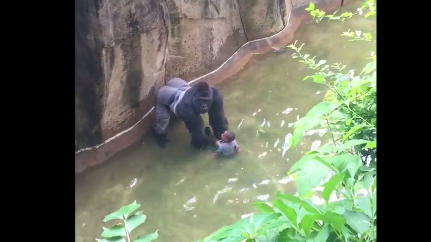 Gorilla erschossen im Zoo Cincinnati