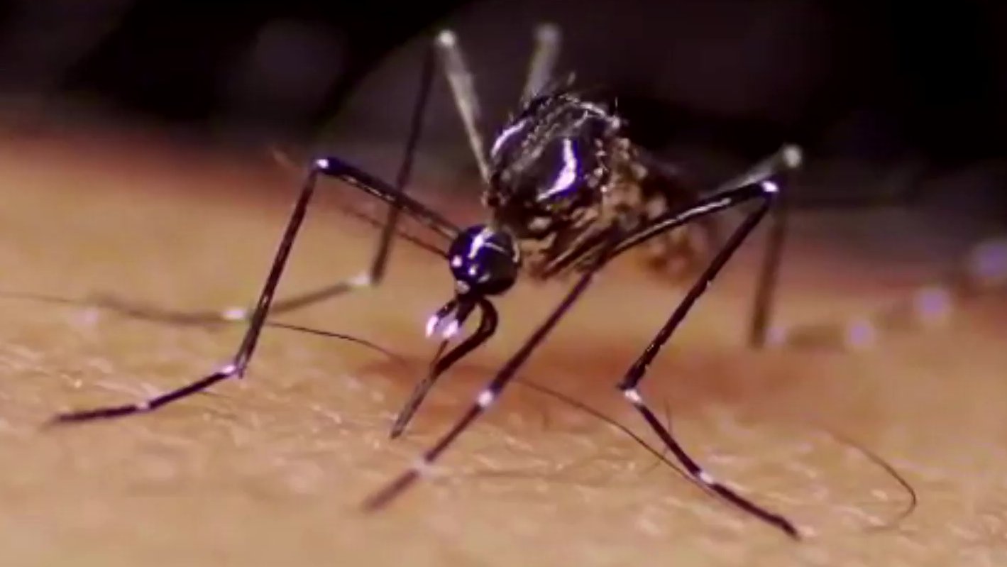 Gelbfiebermücke Aedes aegypti