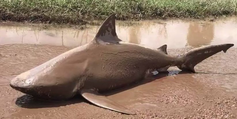 "Sharknado": Sturm „Debbie“ wirft Hai an Land
