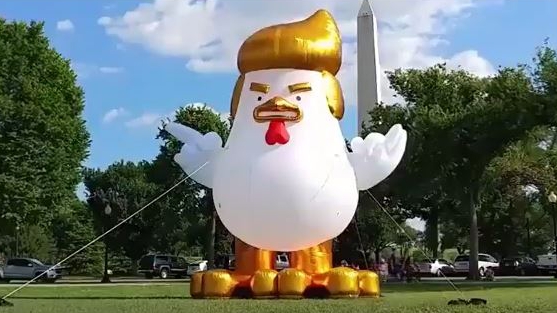 USA: Dieses Huhn verfolgt Donald Trump