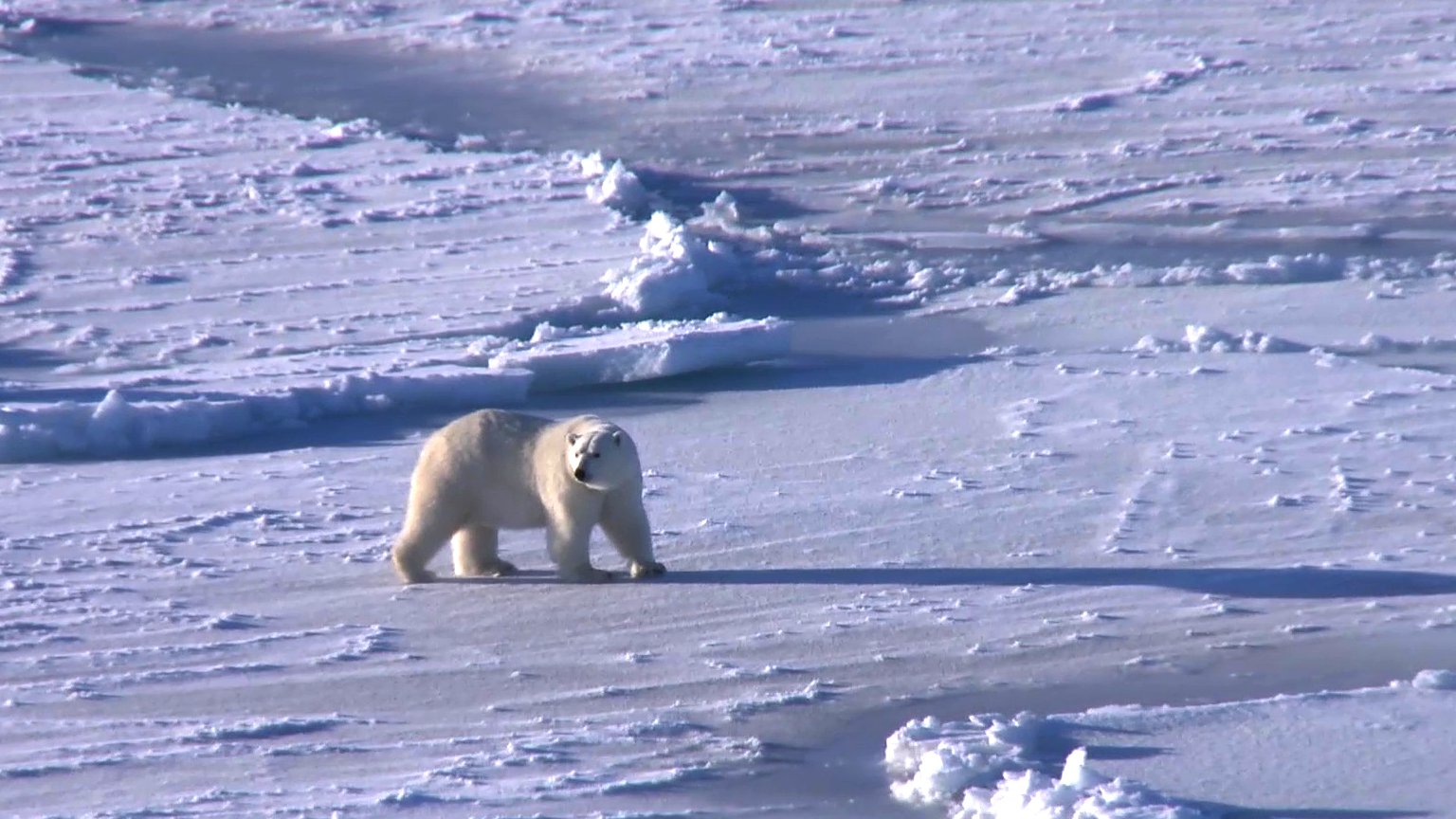 Mein Trip in die Arktis – Abenteuer im Ewigen Eis • Web-Doku